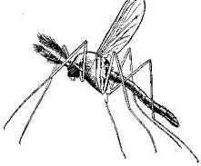 Mosquito