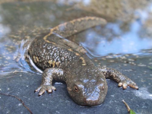 The Pyrenean Brook Salamander Salamanders in Baillestavy